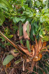 Developing Monstera fruit wrapped in a drying sheath with lush foliage in the background.