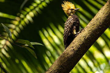 Pica-pau-de-cabeça-amarela no Parque da Aclimação, São Paulo