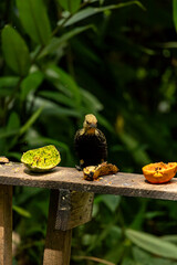 Pica-pau-de-cabeça-amarela no Parque da Aclimação, São Paulo