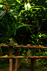 Pica-pau-de-cabeça-amarela no Parque da Aclimação, São Paulo