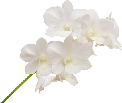 Fototapeta Beautiful white orchid flower isolated on white background