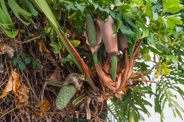 Cluster of Monstera plants with unripe green fruits emerging from their brown husks