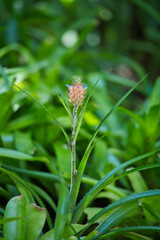 Beautiful Dwarf pineapple flower inside the botanical garden, Mahe Seychelles