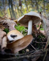 mushrooms in the forest