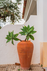 Agave with broad, spiky leaves displayed in an orange pot near a white wall.