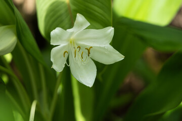 Closeup of he Natal lily, Crinum moorei, inside the botanical garden, Mahe, Seychelles 