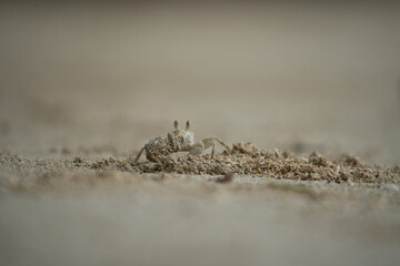 Ghost crab digging the whole after a high tide, Mahe, Seychelles