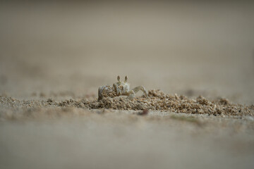Ghost crab digging the whole after a high tide, Mahe, Seychelles