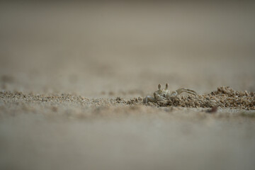 Ghost crab digging the whole after a high tide, Mahe, Seychelles