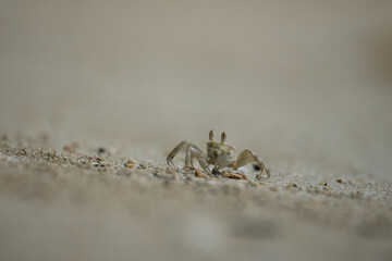 Ghost crab digging the whole after a high tide, Mahe, Seychelles