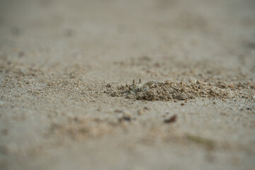 Ghost crab digging the whole after a high tide, Mahe, Seychelles