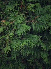 Branches of a Green Buch Photo 
