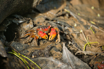 Seychelles spider Crab, Neosarmatium meinerti in the mangroves on Mahe, Seychelles 