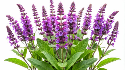 Naklejka premium Vibrant sage plant with purple blossoms isolated on white background