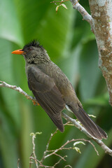 Single Seychelles bulbul endemic bird on branch, Mahe, Seychelles 