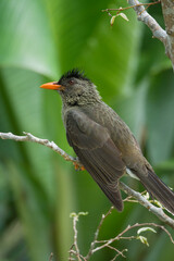 Single Seychelles bulbul endemic bird on branch, Mahe, Seychelles 