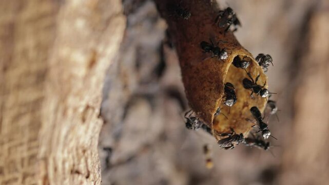 Stingless bees are active at the door of their nest.A colony of stingless bee workers "Tetragonula biroi" are going in and out of the hive to search for and carry nectar and pollen in the afternoon