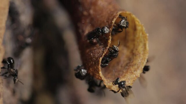 Stingless bees are active at the door of their nest.A colony of stingless bee workers "Tetragonula biroi" are going in and out of the hive to search for and carry nectar and pollen in the afternoon