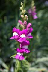 Close-up vertical photo of a vibrant pink snapdragon flower blooming in a garden The detailed image captures the flower bright colors and delicate petals against a blurred green background