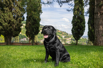 A happy black Labrador sits on green grass, surrounded by tall trees with a picturesque hillside...