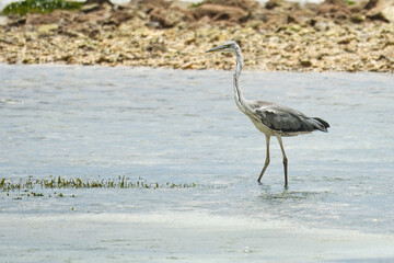 Endemic brown heron bird on the beach, Mahe, Seychelles