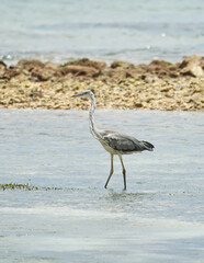 Endemic brown heron bird on the beach, Mahe, Seychelles