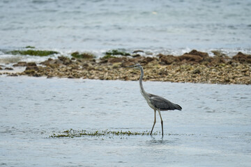 Endemic brown heron bird on the beach, Mahe, Seychelles