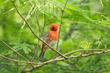 single Madagascar red male fody bird on tree branch, Mahe, Seychelles 