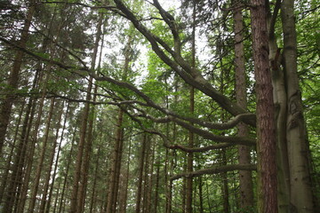 W drodze na gore Semmering.