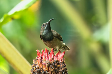 single Seychelles sun bird, colibri on Red torch ginger, porcelain in the flower exotic garden, Mahe, Seychelles