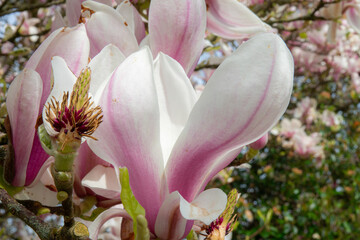Close Up of a Magnolia Flower on a Tree © Photobynorlen
