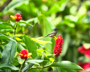 single Seychelles sunbird, Colibir on Red Indonesian Wax Ginger flower (Tapeinochilos ananassae) flower in the flower exotic garden, Mahe, Seychelles