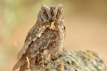 Autillo descansa en su posadero