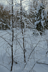 snow covered trees