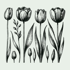 Adobe Illustrator Artwork
set of contour spring flowers
line art floral, leaves
black and white illustration tulip
set of decorative elements of tulip plants
