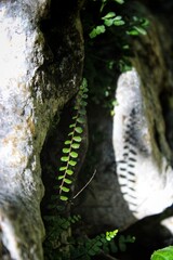 fougère, ombre, silhouette, gros plan, flore, joli, nature, macro, feuille, plante, couleur, vert
