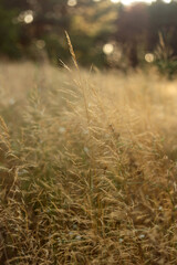 Fototapeta premium Autumn Blooms and Grasses: A Symphony of Fall Colors