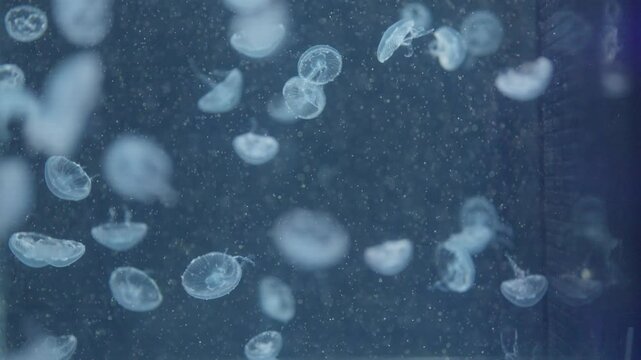 小さなクラゲがたくさん泳いでいる素材