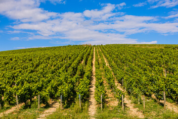 Les vignobles de vin Chablis