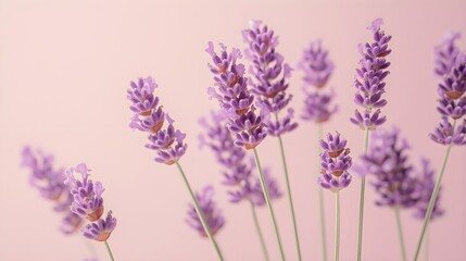 Naklejka premium Soft lavender flowers in full bloom, their intricate details highlighted against a cream-colored background, vintage style, pastel colors, minimalistic composition