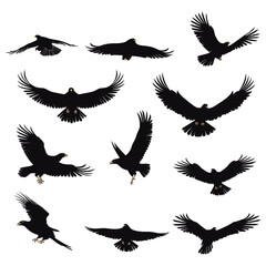 Obraz premium Set of black bird silhouettes