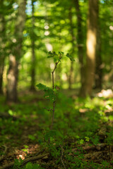 moss in the forest