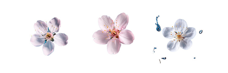 Three images of pink flowers with blue background.