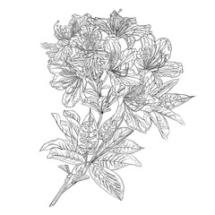 Flower outline twig  rhododendron mountain shrub six on a white background vintage vector illustration editable hand draw