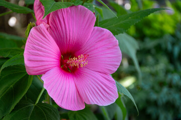 Hibiscus syriacus (rose of Sharon, Syrian ketmia, rose mallow, St Joseph's rod, rosa de Sharon) flower of the Malvaceae family