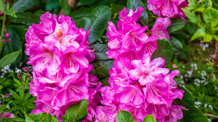 Rhododendron Rhododendrons Rhododendren