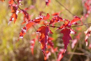 The red leaves of autumn.