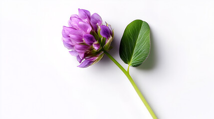 Bakuchiol flower on white, a botanical symbol for natural skincare.