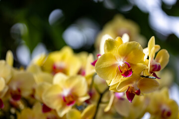 Colorful yellow Phalaenopsis flowering moth orchid plant from local garden center nursery full of...