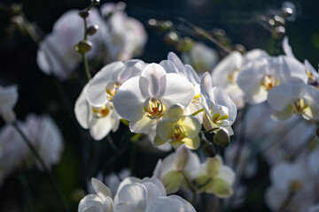 Colorful white Phalaenopsis flowering moth orchid plant from local garden center nursery full of summer plant for weekend gardening and outdoor hobby